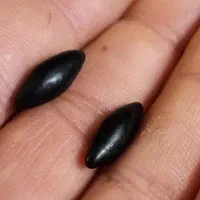 مهره ها اول نتیجه بعد هزینه