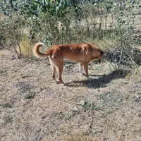 سگ هشت ماهه نر معاوضه هم دارم