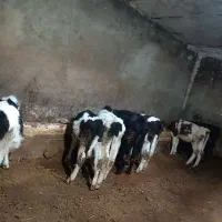 هفت عدد گوساله ماده نژاددار از نسل گاو پر شیر