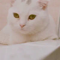 گربه اسکاتیش|گربه|مشهد, حضرت حجت|دیوار