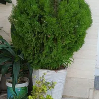 ۲ عدد گل کاج بزرگ با گلدان|گل و گیاه طبیعی|ایذه, |دیوار