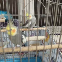 عروس هلندی نر و ماده با قفس|پرنده|شهریار, شهرک امیریه|دیوار