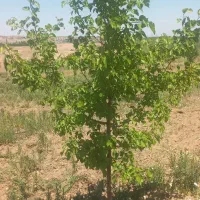 باغ ۳۰۰۰ متر مربع  زنجانرود فروش فوری