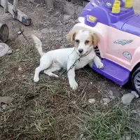 سگ پا کوتاه اشپیز|سگ|کوچصفهان, |دیوار