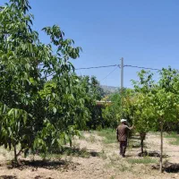 سمپاشی،هرس،علفزنی،شخم زنی،گلکاری
