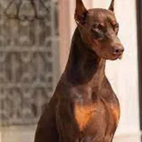 اروپایی مشکی و توله رنگ بلوطی ماده دوبرمن