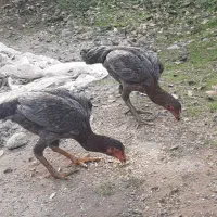 مرغ لاری طوسی