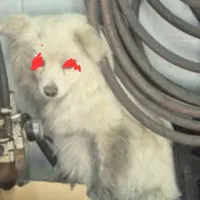 سگ گمشده پیدا شده