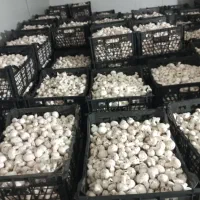 کارخانه و پخش قارچ پروتیین سفید|خوردنی و آشامیدنی|محمدشهر, سیدآباد|دیوار