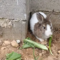 خرگوش|موش و خرگوش|یاسوج, |دیوار