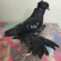 کفتر کاکلی پرپا (زینتی)|پرنده|تهران, جیحون|دیوار