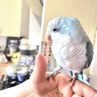 طوطی راهب ابی|پرنده|کرمانشاه, |دیوار