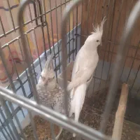 جفت عروس مولد دم تخم