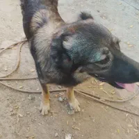 واگذاری سگ نگهبان
