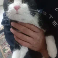 گربه|گربه|شاهرود, |دیوار