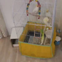 سه عدد طوطی عروس