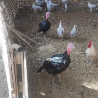 بوقلمون برنز