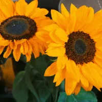 محصولات اورجینال یک