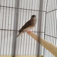 فنچ گلدین. کبوتر الماسی . فنچ کینگ|پرنده|سمنان, |دیوار