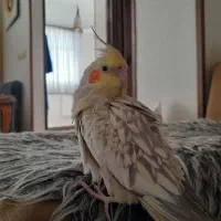 فروش عروس هلندی|پرنده|شاهین‌شهر, امیرکبیر|دیوار