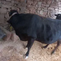 گاو و گوساله نر  بفروش میرسد