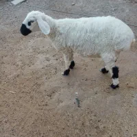 گوسفندماده|حیوانات مزرعه|کرباسک, |دیوار