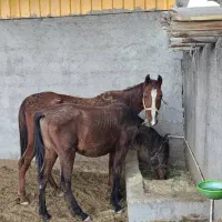 یک اسب مادیان ویک کره اسب|اسب و تجهیزات اسبسواری|بندرعباس, |دیوار