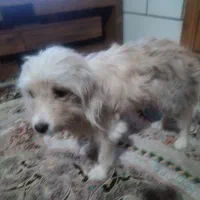 سگ کامل دستی|سگ|اصفهان, هیستان|دیوار