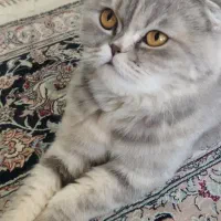 فروش گربه اصیل اسکاتیش ماده