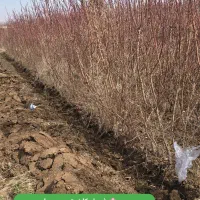 نهال بادام تجاری و خوش فرم|خدمات باغبانی و درختکاری|تاکستان, |دیوار