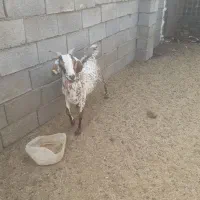 بزجوان|حیوانات مزرعه|قلعه قاضی, |دیوار