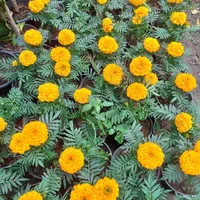 خدمات باغبانی|خدمات باغبانی و درختکاری|اصفهان, بوستان ناژوان|دیوار