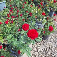 گل رز قرمز باغی باغچه ایی و گلدانی|خدمات باغبانی و درختکاری|لنجان, |دیوار