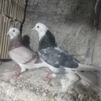 کبوتر شازده هما