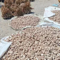سیر خندان|خوردنی و آشامیدنی|پارس‌آباد, |دیوار