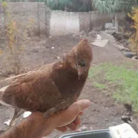 کبوتر سرخ اخمو|پرنده|علی‌آباد کتول, |دیوار