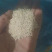 برنج چمپا