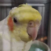 عروس هلندی دستی دستی