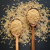 فروش استثنایی گندم میهن با کیفیت ممتاز