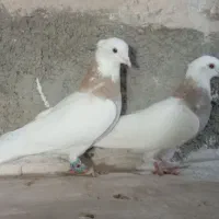 جفت طوقی|پرنده|شیروان (خراسان), |دیوار