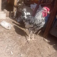 دو عدد خروس|حیوانات مزرعه|قم, ولیعصر|دیوار