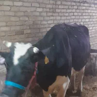 گاوهلشتاین وگوساله نرسیمینتال