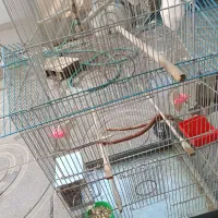 قفس عروس هلندی