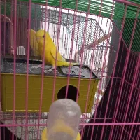 فروش یک عددمرغ عشق ماده