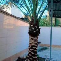 بریدن قطع نخل حرس جابجایی باکادری مجرب وباتجربه|خدمات باغبانی و درختکاری|اهواز, شهرک نفت|دیوار