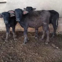 گاومیش|حیوانات مزرعه|کربال, |دیوار