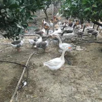 حراج غاز کشتار و تخمگذار|حیوانات مزرعه|بابل, |دیوار