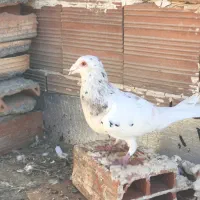 کفتر سرخ،سار،کرواتی|پرنده|شیروان (خراسان), |دیوار