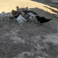 جوجه محلی|حیوانات مزرعه|خمک, |دیوار