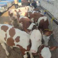 خرید و فروش گوساله